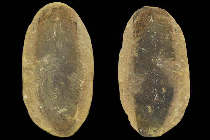 Fossil Neuropteris Seed Fern (Pos/Neg) - Mazon Creek #89917